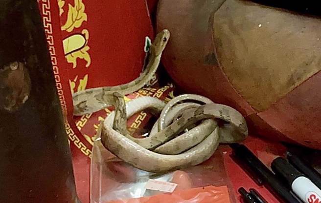 「帝爺公蛇」今年晚了1個月現身天受宮，廟方上月26日進行防颱工作，赫然發現靈蛇。（陳政雄提供／楊靜茹南投傳真）