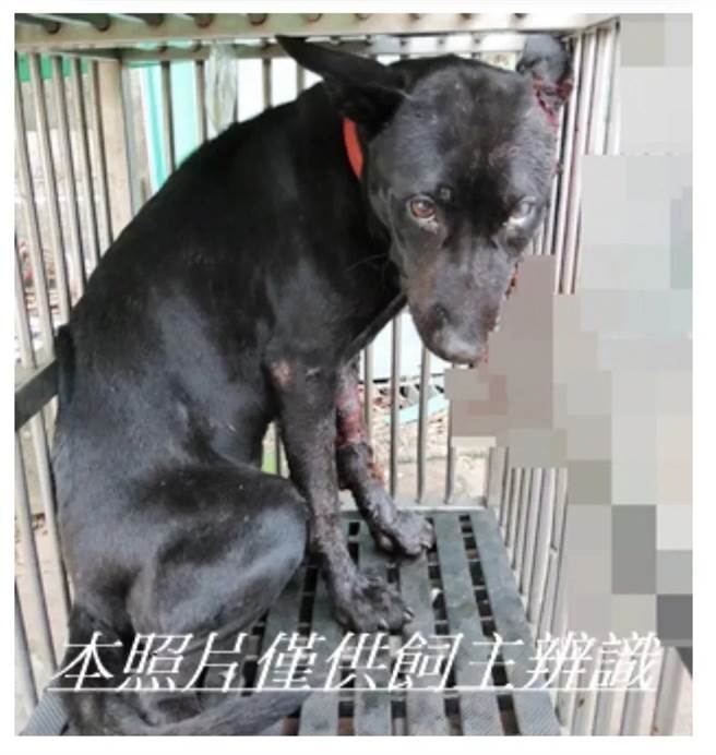 台中疑发生虐狗事件，黑狗疑似被恶意砍伤半边脸，抢救3天仍不治死亡，动保处预计将遗体送至台大解剖厘清死因。（动保处提供／张亦惠台中传真）