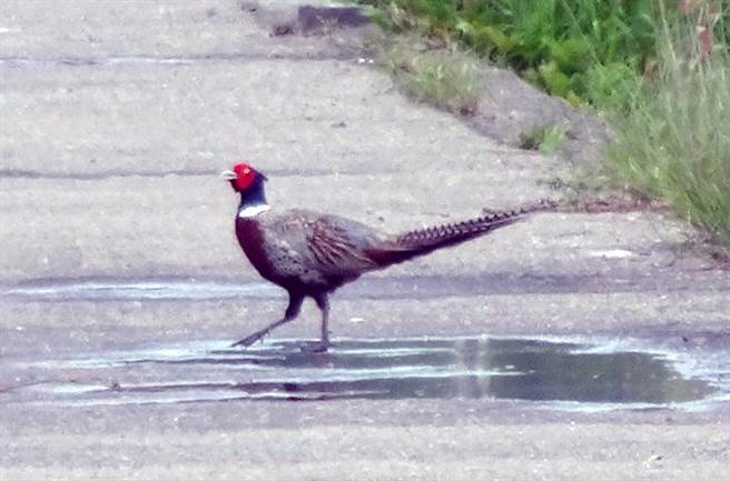 近幾年出現在台南市南區四鯤鯓海岸的保育類野鳥環頸雉，今年出現的數量已明顯減少。（晁瑞光提供／洪榮志台南傳真）