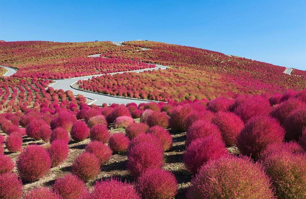 位於茨城的日立海濱公園，秋季的掃帚草宛若被染紅般，成為一顆顆令人驚嘆的火球 。（世邦旅遊提供／吳娮翎台北傳真）