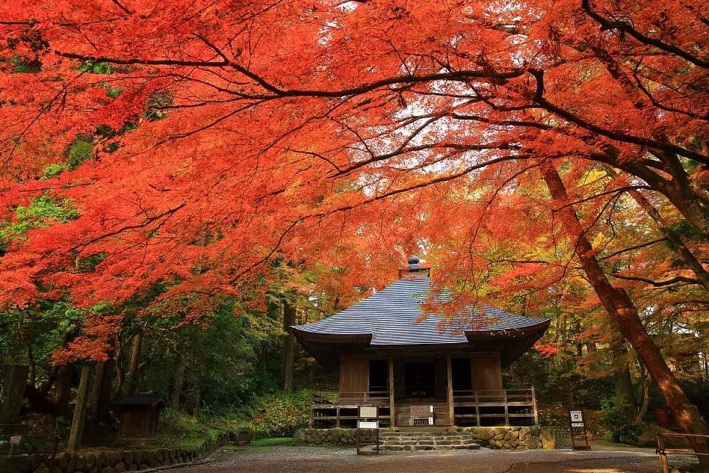 日本東北行程走訪世界遺產中尊寺，是岩手縣知名的紅葉名所之一。（ 世邦旅遊提供／吳娮翎台北傳真）