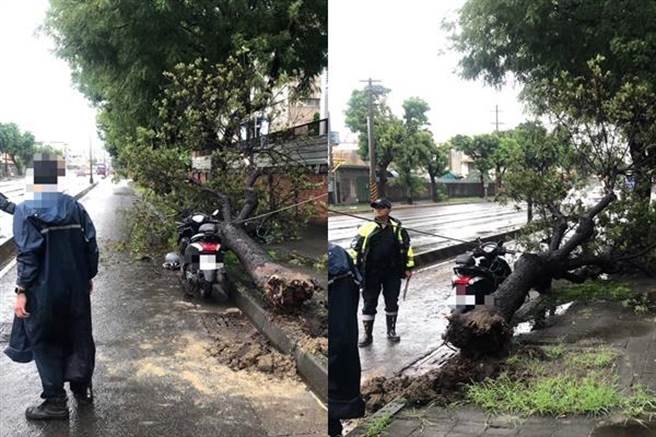 台机路有路树倒塌，导致一名骑士受伤。 （翻摄照片／洪靖宜高雄传真）