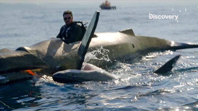 《鲨鱼大胃口》以高度拟真鲸尸爆裂的情况，引来大白鲨的攻击。（Discovery频道提供）