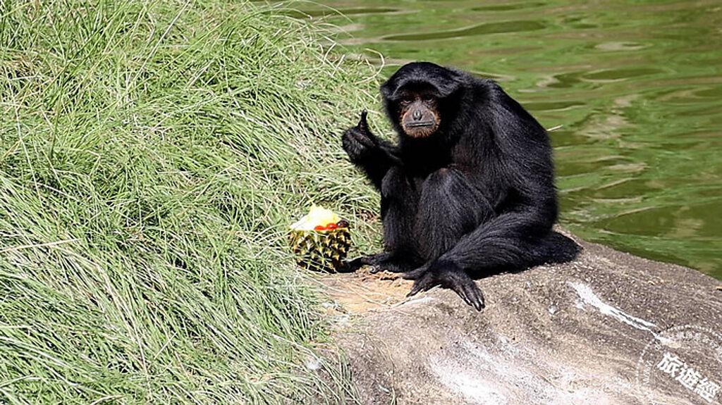 長臂猿大莉享用同仁特製的水果忍不住大力比讚，逗得遊客哈哈大笑。（圖／六福村主題遊樂園）
