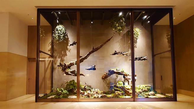 云品大厅「花染木」生态艺术景观蕴藏19种秋海棠。（云品提供）