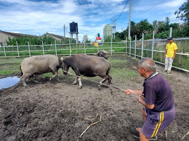 老农黄松勇一牵他的牛（右）进入水牛安养中心，原住民「安心」（左）很兴奋迎接，两只立刻斗角。（周丽兰摄）