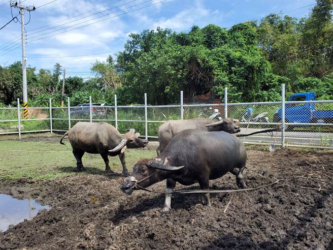黄松勇的牛（最前）落荒而逃。（周丽兰摄）