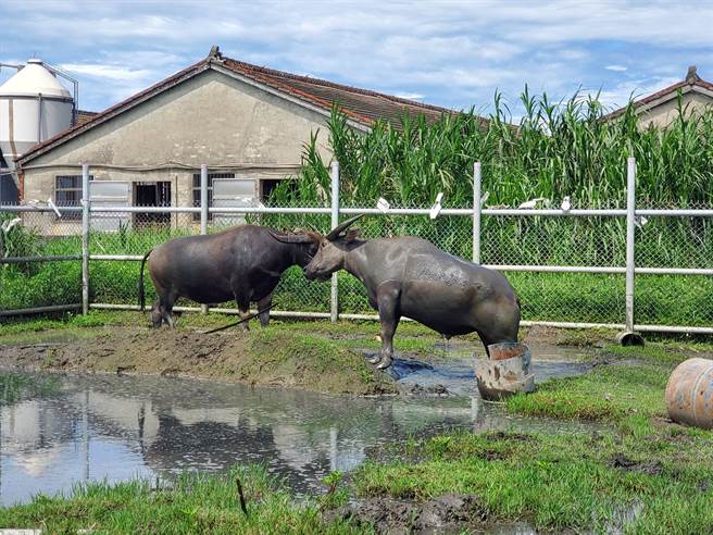 经过一阵追逐、互相打量后，黄松勇的牛（左）主动挑战安心。（周丽兰摄）