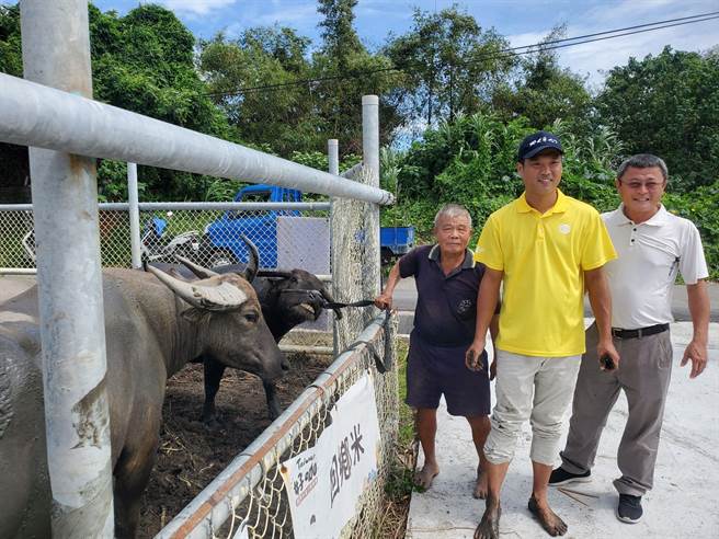 黄松勇（左）牵着牛与土库水牛安养中心主人林家良、虎尾镇北溪里长陈俊旗合影。（周丽兰摄）