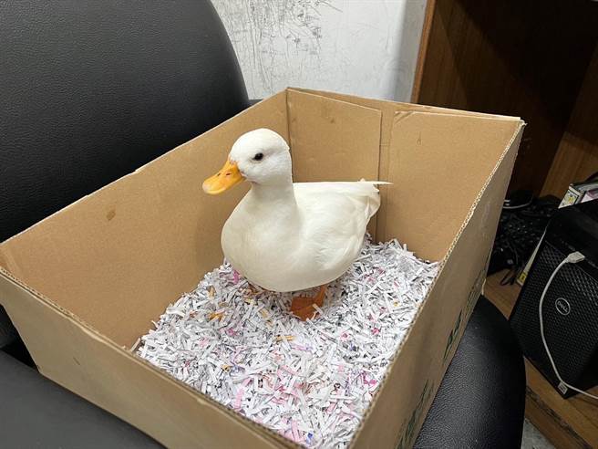 民眾在公園拾獲一隻鴨子，將牠送至派出所協尋。（翻攝照片／林郁平台北傳真）