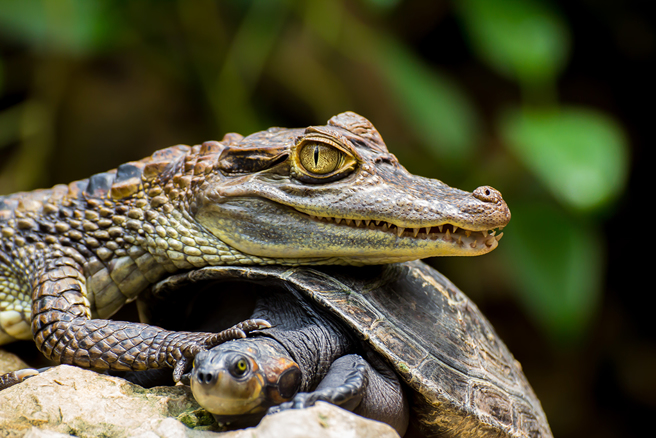乌龟为了食物，竟然强行杠上鱷鱼，不要命的剽悍行为跌破眾人眼镜。（示意图／达志影像）