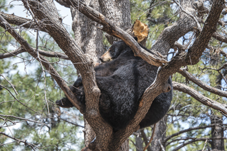 黑熊簡直「看房達人」 爬樹佔鳥巢 專家虧識貨