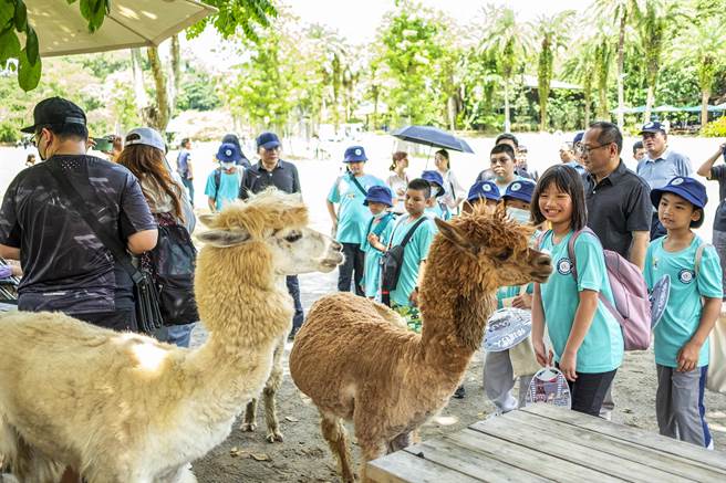 新竹县警局在北埔绿世界举办波丽士体验营，学员近距离和羊驼拍照，欢笑兴奋度爆表。（罗浚滨摄）