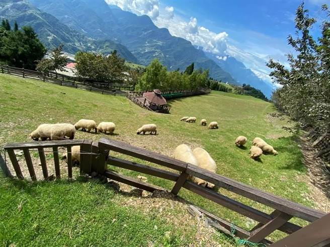 清境農場青青草原是暑假親子旅遊最愛，受卡努颱風影響，路通了今天遊客人數仍只有159人。清境農場提供