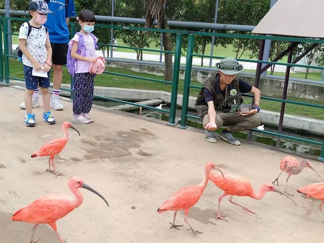 小朋友參加水保宣導活動之外不忘在九九峰動物樂園內賞玩動物。曾雪蒨攝