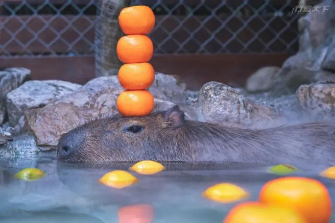 张美阿嬷有机农场。（图／Funliday提供）