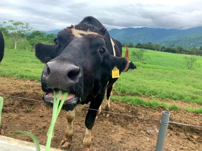 初鹿牧场。（图／Funliday提供）
