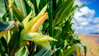 玉米可以培養土壤微生物 小麥將可小幅增產