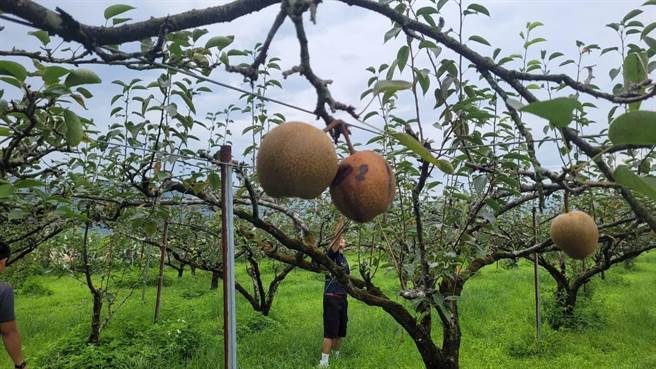 花莲县寿丰乡高接梨上月底因杜苏芮颱风连日大雨出现农损，损害程度约20％，经县府农业处争取，获农业部核定现金救助额度每公顷10万元。（花莲县政府提供／罗亦晽花莲传真）