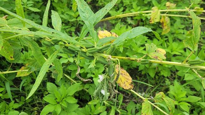 花莲县寿丰乡胡麻上月底因杜苏芮颱风连日大雨出现农损，损害程度约30％，经县府农业处争取，获农业部核定现金救助额度每公顷3万元。（花莲县政府提供／罗亦晽花莲传真）