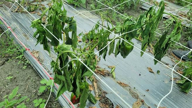 花莲县光復乡甜椒上月底因杜苏芮颱风连日大雨出现农损，损害程度约40％，经县府农业处争取，获农业部核定现金救助额度每公顷4.6万元。（花莲县政府提供／罗亦晽花莲传真）