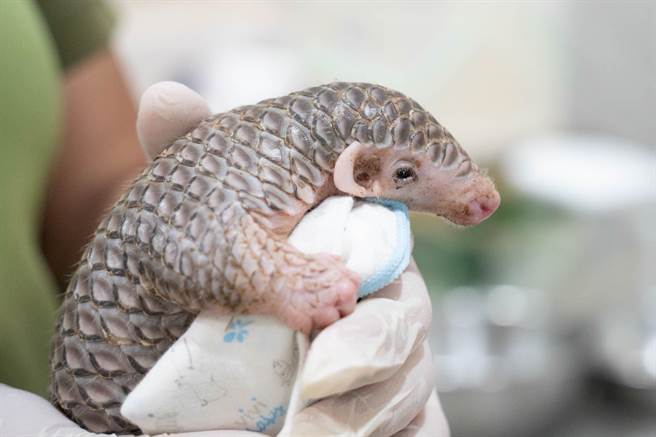 台北市立動物園新生穿山甲「膏夏」。（動物園提供／蔡佩珈台北傳真）