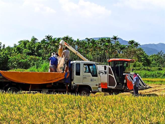 贡寮田寮洋友善耕作的「羽丰米」已于7月底完成收割。（农业局提供）