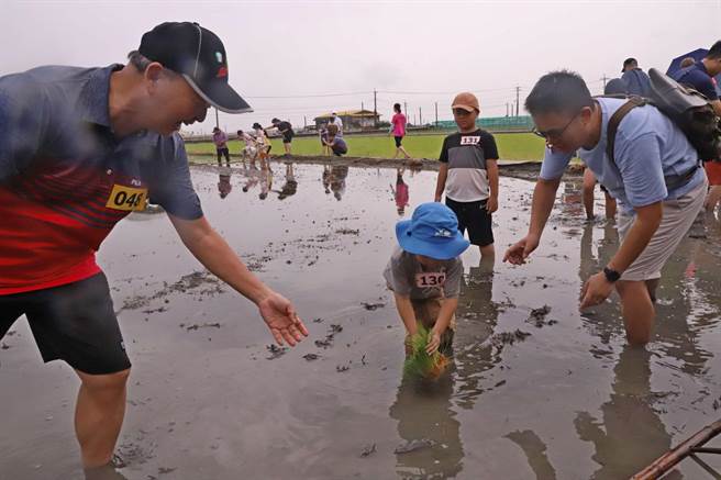 云林县西螺镇「水稻插秧食农体验」，亲近土地强化米食文化。（云林县政府提供／张朝欣云林传真）