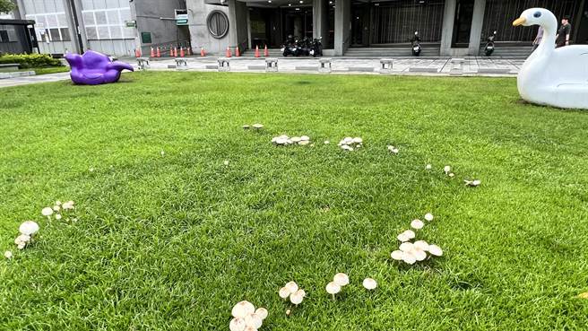台南市新營區民治市政中心市民廣場的大草皮上，雨後冒出一朵朵白色香菇。（張毓翎攝）