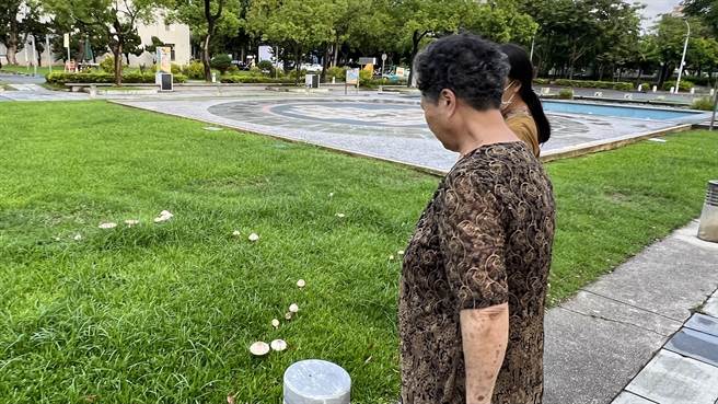 今天不少民眾經過時，七嘴八舌地討論這種香菇有沒有毒性、能不能食用。（張毓翎攝）