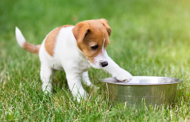  狗狗看到饲主在身后扫地，立刻叼起锅盖遮住食物。（示意图／达志影像）