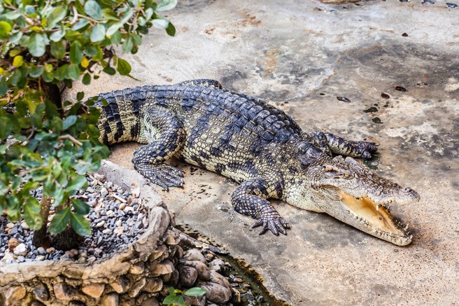 印尼网路流传一段3只鱷鱼衝破水泥地的影片，引发网友热议，但经过查证应是拍摄于2年前大陆某间鱷鱼养殖场。(示意图/达志影像)