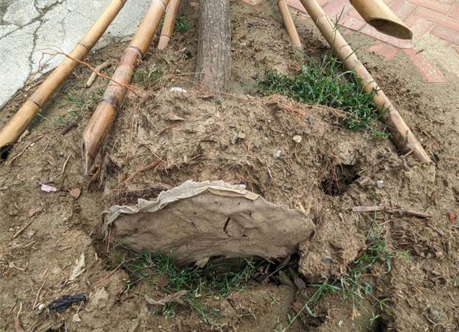 日前杜蘇芮颱風侵襲南台灣，造成高雄市多地區發生路樹傾倒狀況，高市議員陳美雅接獲民眾檢舉，發現倒樹的根部竟有不織布材質的包覆物。（陳美雅提供／洪浩軒高雄傳真）