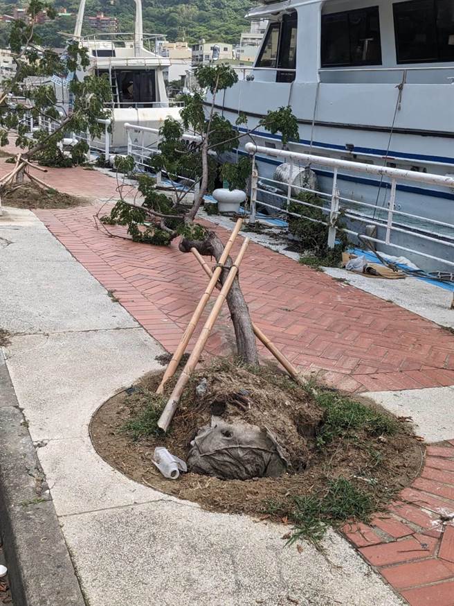 日前杜蘇芮颱風侵襲南台灣，造成高雄市多地區發生路樹傾倒狀況，高市議員陳美雅接獲民眾檢舉，發現倒樹的根部竟有不織布材質的包覆物。（陳美雅提供／洪浩軒高雄傳真）