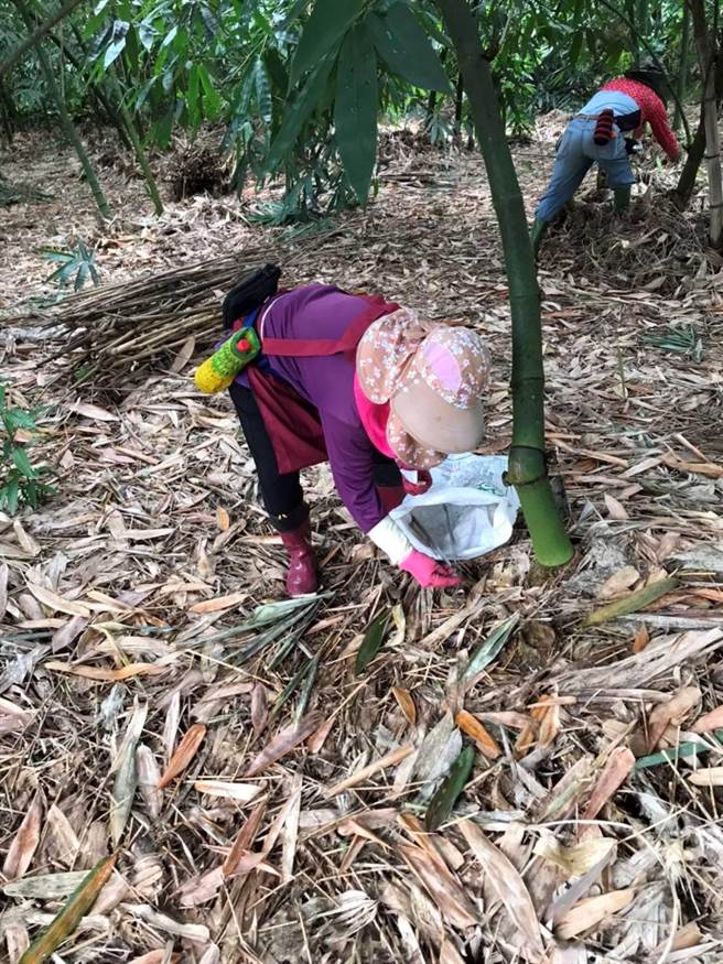 云林县14日新增10例登革热，进入已封锁农园将重罚12万元。（云林县政府提供／张朝欣云林传真）