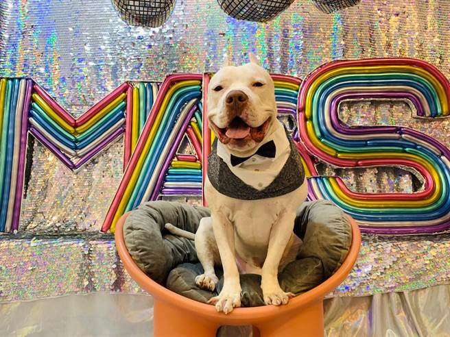 农业部去年已公告禁止饲养比特犬。（新北市动保处提供）