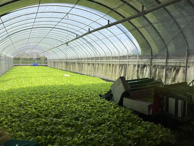桃園市八德區桃城蒔菜農業生產合作社於2017年成立，溫室間數達485間，經營合作面積有14.2公頃。（陳夢茹攝）