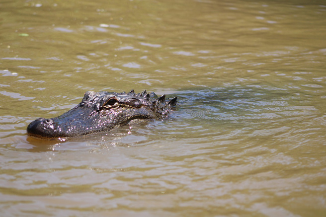 美国一名摄影师捕捉到鱷鱼跃出水面的罕见瞬间，让他感到惊讶不已。(示意图/达志影像)
