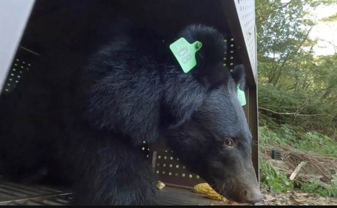 日前受困套索的錦屏黑熊今天野放。（林業及自然保育署台東分署提供／蔡旻妤台東傳真）