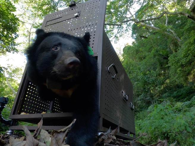 日前受困套索的錦屏黑熊今天野放。（林業及自然保育署台東分署提供／蔡旻妤台東傳真）