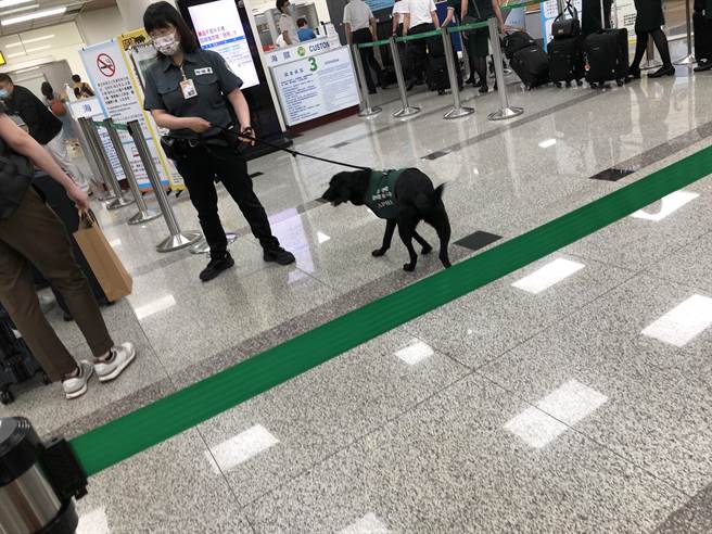 缉毒犬在机场值勤(图／吴静君摄)