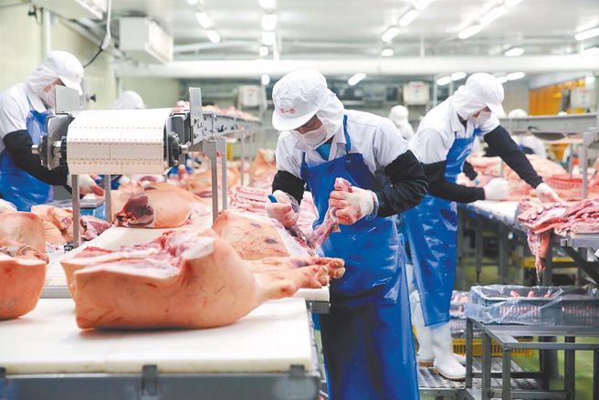 郑丽文轰，进口猪肉让国内猪价遭打压。图为新北市树林区一家食品厂国产猪肉分切分装作业情形。（本报资料照片）