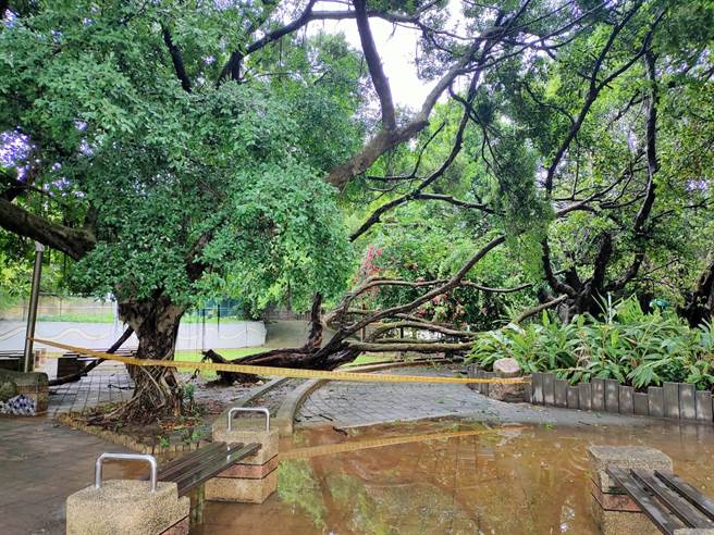 桃園市15日豪雨特報，觀音區甘泉公園內一棵大樹被連根拔起，倒塌在步道上。（觀音區公所提供／蔡明亘桃園傳真）