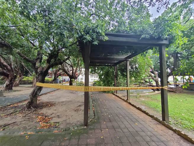 桃園市15日豪雨特報，觀音甘泉公園大樹倒塌，區公所獲報後請委管廠商到場處理。（觀音區公所提供／蔡明亘桃園傳真）