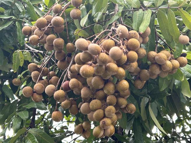 果贱伤农，雾峰山区龙眼丰收，却因市场供过于求，价格跌落，市议员李天生为农民发声。（李天生提供／冯惠宜台中传真）