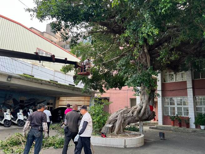 桃园市大园分局埔心派出所前，有棵树龄130年的老榕树，因树枝生长茂密需定期修剪，15日出动吊车修剪。（警方提供／蔡明亘桃园传真）