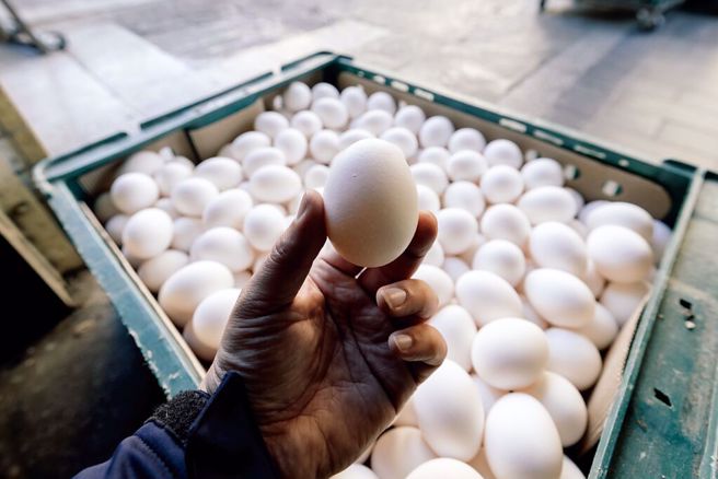 易受沙门杆菌污染的食物包括生的及未煮熟鸡蛋等，引起民眾担忧买回家的鸡蛋要洗完再放冰箱，还是要吃前再洗。(示意图，资料照)