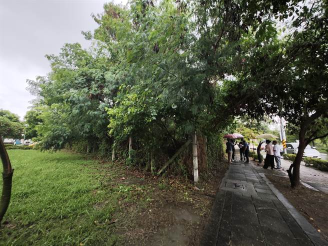 彰化县员林市184甲重划已经多年，不过仍有许多土地仍然荒废，没有进行实质开发，许多荒废的土地已经从小杂草长出大树来。(吴建辉摄)