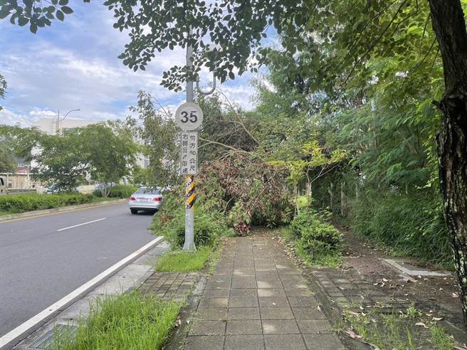 日前豪大雨员林外环道就有杂树倒塌到人行道上，幸好没有造成人员受伤。(曹嘉豪提供／吴建辉彰化传真)