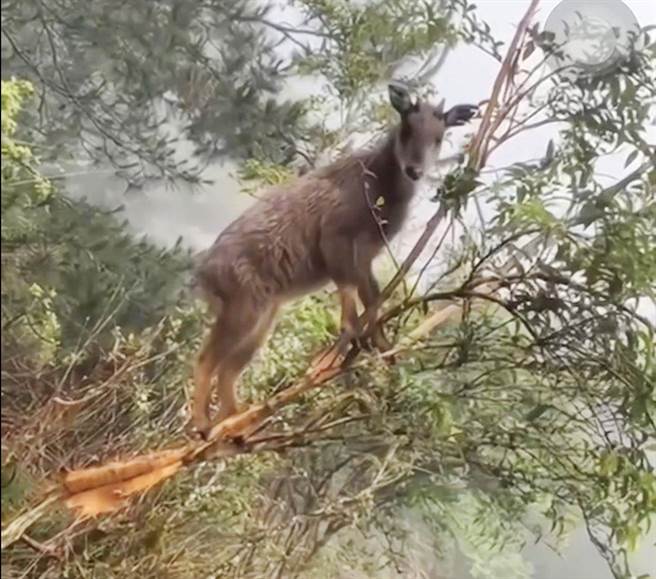 高山协作员杨骐鸿昨下午3点多行经玉山登山口约600公尺处，巧遇一只爬上树的台湾长鬃山羊。（杨骐鸿提供∕吕妍庭嘉义传真）